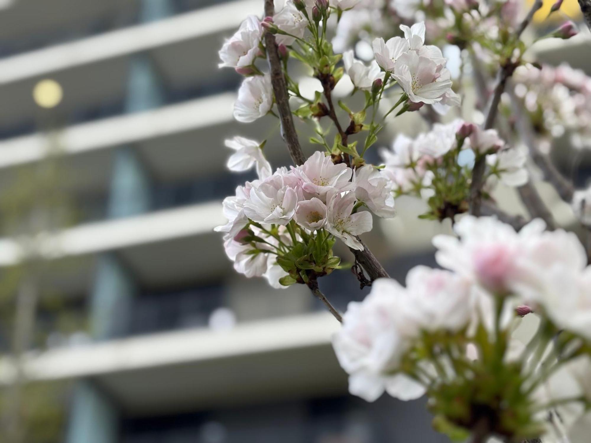 Japandi Studio Apartment, Free Parking Будапеща Екстериор снимка